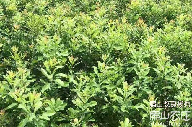 廣西東魁楊梅苗批發