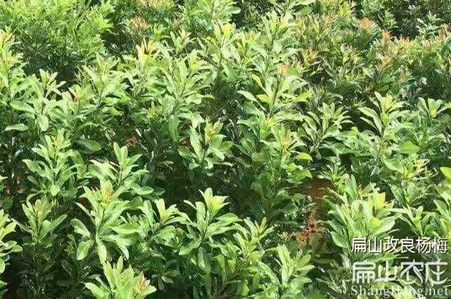 沅陵東魁楊梅苗