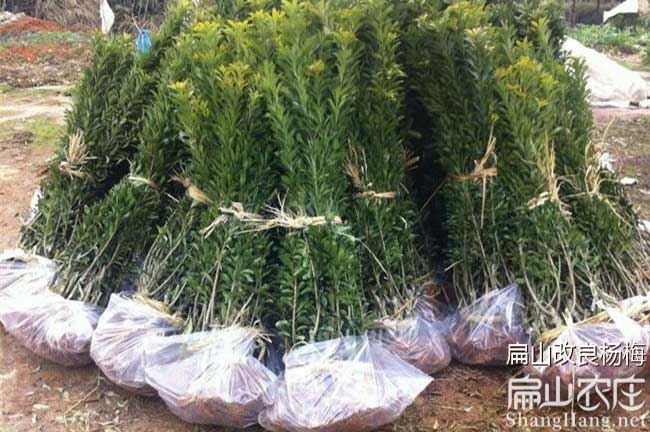 永定東魁楊梅苗（miáo）批發