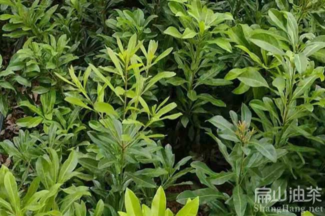 河（hé）池水（shuǐ）晶楊梅苗