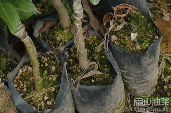 莆田楊（yáng）梅小杯（bēi）苗
