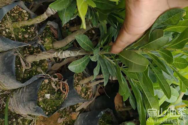 百色楊（yáng）梅種植