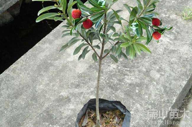 欽州楊梅苗（miáo）批發