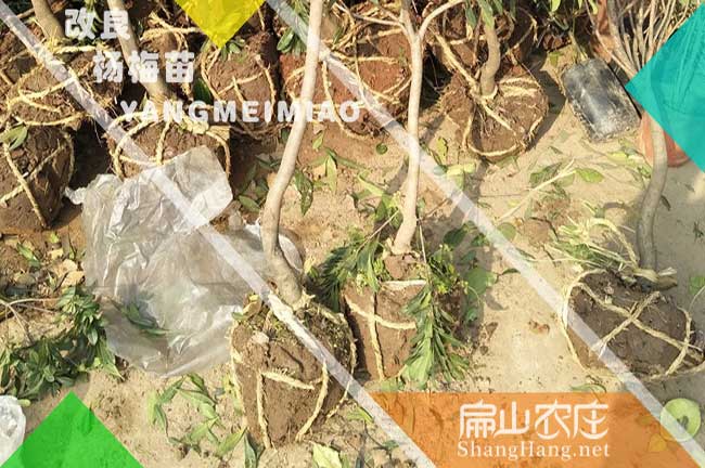 廣東楊梅中杯苗批發
