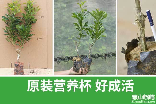 楊梅大苗