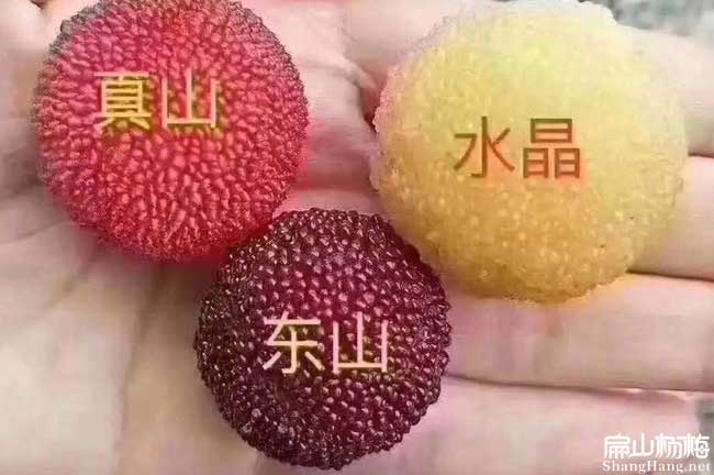 10萬畝水晶東魁楊梅種植的方（fāng）法 福（fú）建規模楊梅（méi）種植前景-扁山楊梅