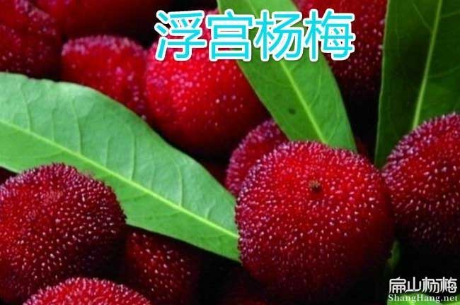 仙居(jū)浮宫杨梅大果(guǒ) 仙居浮宫杨梅大果