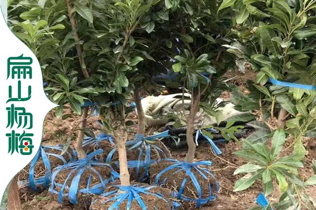 畢節楊梅苗批發