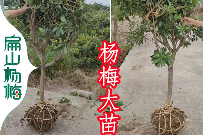 黄岩1年杨梅苗批发 黄岩1年杨梅苗批发