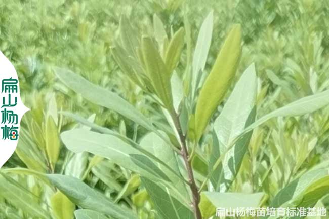 眉山嫁接東魁楊梅（méi）苗