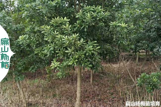 桂（guì）林永樹冠楊梅苗