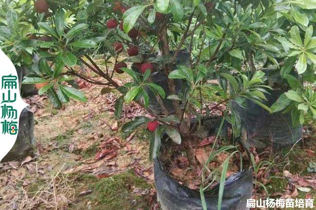 漳（zhāng）州楊梅大杯苗培育