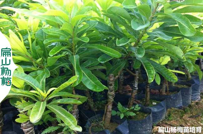 浙江有名楊（yáng）梅樹苗 批發金華（huá）台州臨海仙居黃岩1-3-2年（nián）小杯苗