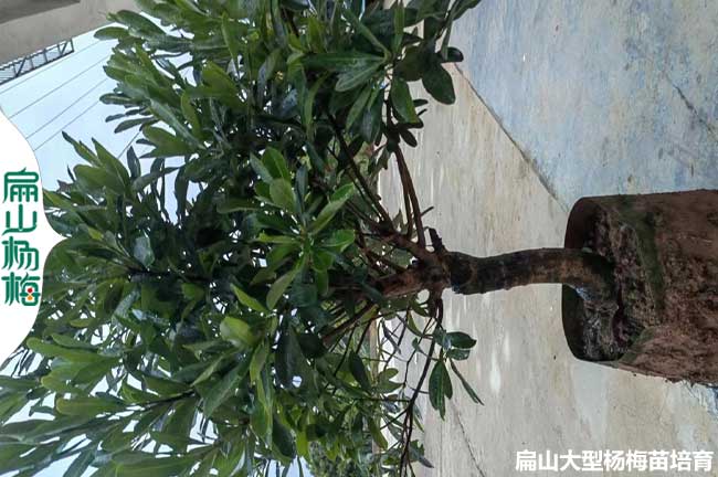 懷（huái）化永（yǒng）樹冠楊梅（méi）大杯苗（miáo）批發（fā）