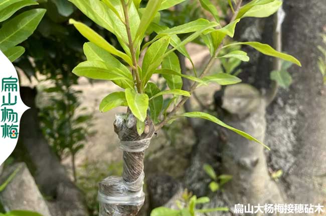 嫁接楊梅技術