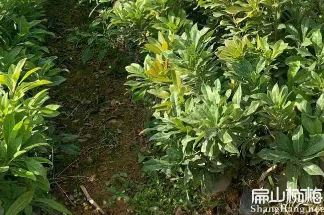 丽江白（bái）杨梅种植（zhí）