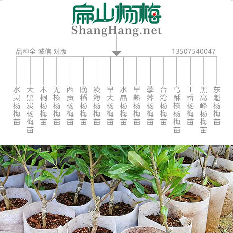 扁山楊梅品種