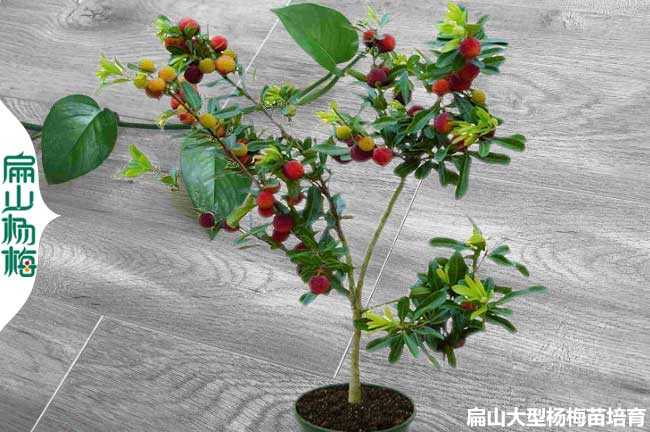 多品種楊梅（méi）苗培育 早熟東魁白沙水晶晚熟高壓（yā）大杯苗50-120CM