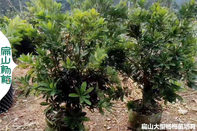 湖南高壓（yā）楊梅苗 懷化楊梅大杯苗 靖州小袋樹（shù）苗 地徑1-2-3CM