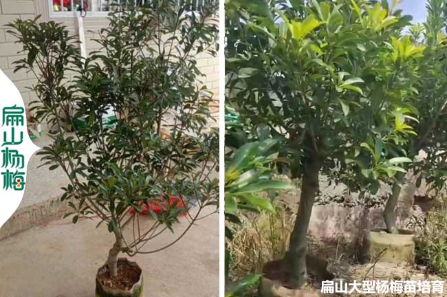 廣西高壓楊梅大杯苗批發（fā）