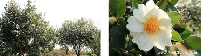 納雍(yōng)種植油茶哪個品種 納(nà)雍(yōng)種(zhǒng)植油茶哪個品種