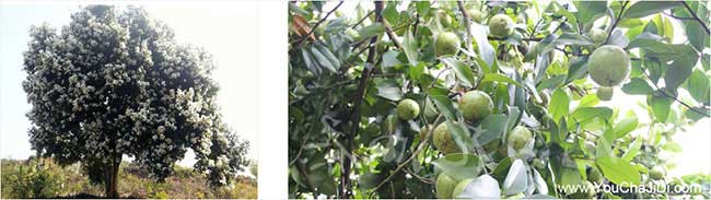 南(nán)渡鎮油茶的生(shēng)物學特 南渡鎮油茶的生物學特