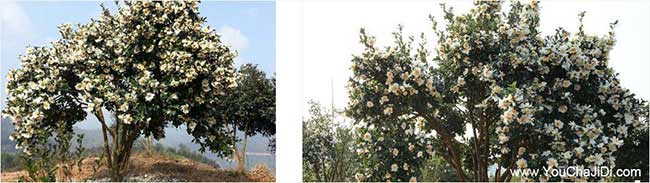 猛罕鎮扁山油茶基地合(hé) 猛(měng)罕鎮扁山油茶基地(dì)合