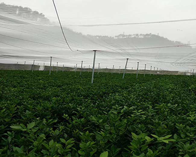 白鷺湖中(zhōng)國油(yóu)茶種植基 白鷺湖中(zhōng)國油茶種植基