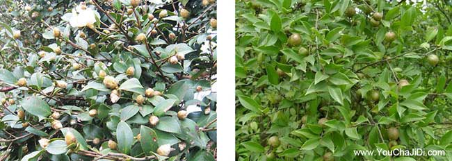 中(zhōng)山純手工茶籽油(yóu)、無(wú) 中山純手工茶籽油、無