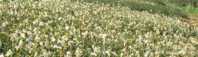 鄖陽油茶苗、茶樹種苗 鄖陽(yáng)油茶苗、茶樹(shù)種苗