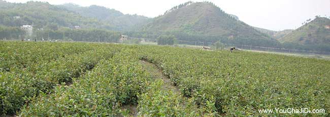 神農(nóng)架油茶(chá)基地的物理 神農架油茶基地的物理