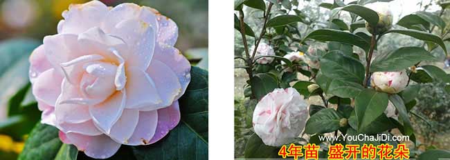 康禾鎮茶樹苗種植(zhí)山的 康禾(hé)鎮茶樹苗種植山的(de)
