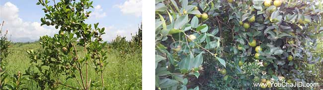 信宜(yí)市油茶種植的氣候 信宜市油茶種植(zhí)的氣候