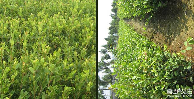 大關市麵上紅花茶油的 大關市麵上紅花(huā)茶油的