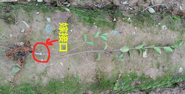 老河口油茶成林豐產技 老河口油茶成林豐產技