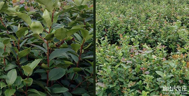 長灘油茶基地的物理特 長灘(tān)油(yóu)茶基(jī)地的物理特