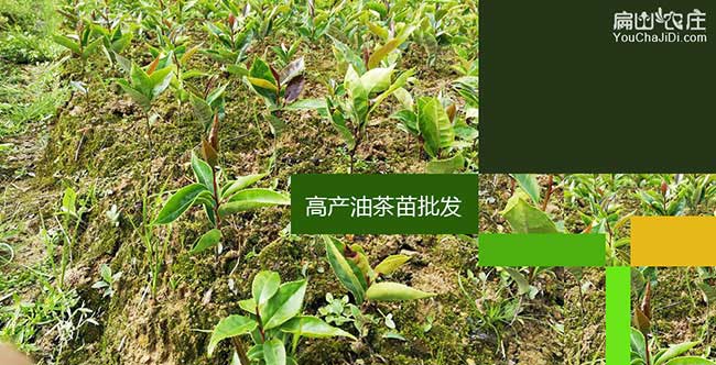 龍江(jiāng)湘林(lín)油茶苗出名 龍江湘林油茶苗出名