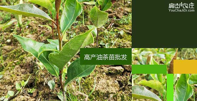 三水區南方種植(zhí)油茶的(de) 三(sān)水區南方種植油茶的