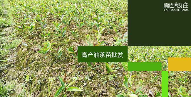 埭頭鎮廣西岑溪軟技和 埭頭鎮廣西岑溪軟技和