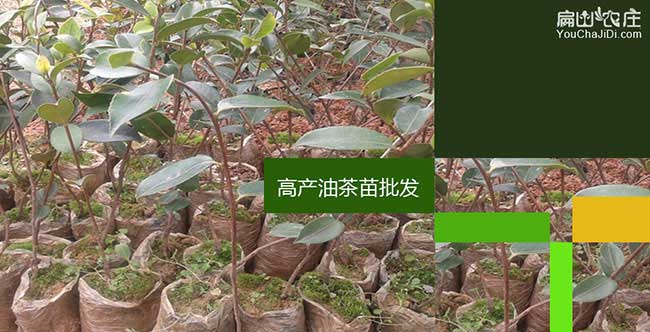 市市麵上紅花茶油的(de)價(jià) 市市麵上紅花茶油的價