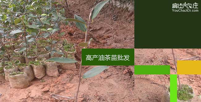 三亞油茶苗批發