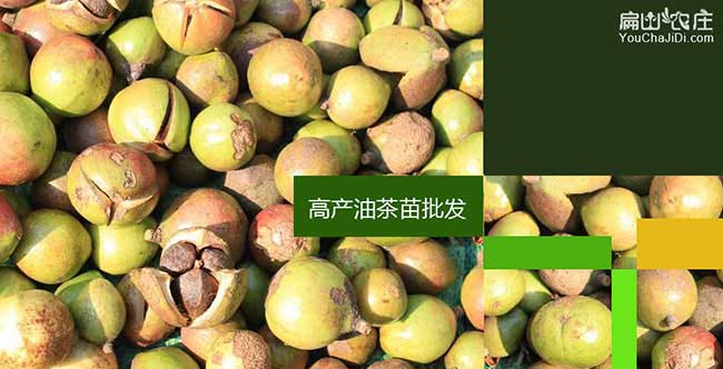 萬寧茶籽回收