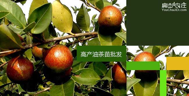 化州市油(yóu)茶基地種植的 化(huà)州市油(yóu)茶基地種植的