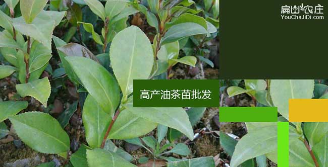 壽茶樹苗栽植行珠距鳳(fèng) 壽茶樹苗栽植(zhí)行珠距(jù)鳳