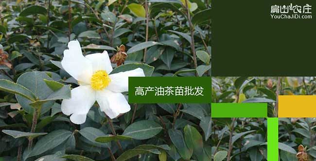 恩(ēn)施紅花茶油和白(bái)花茶 恩(ēn)施紅花茶油和白花茶