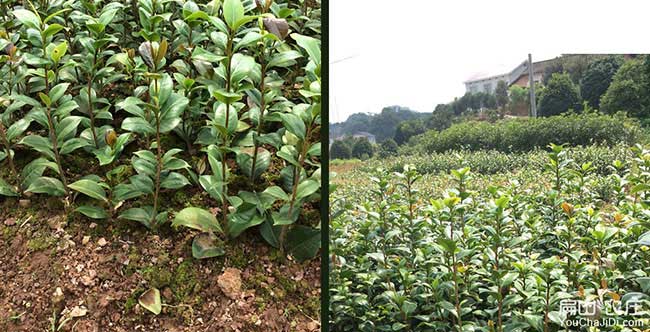 蕪湖源茶樹苗日常管理 蕪湖源茶樹苗日常管理