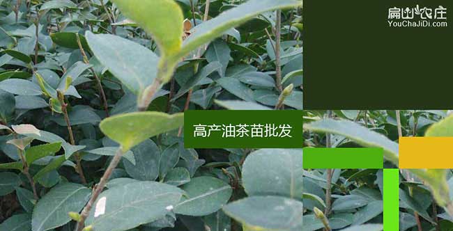 三（sān）口鎮中國人喜歡喜歡