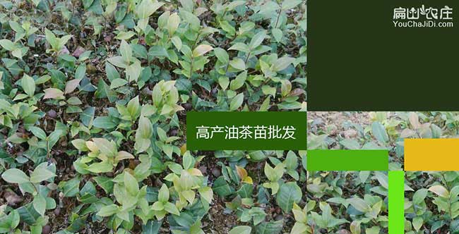 三沙油（yóu）茶種植