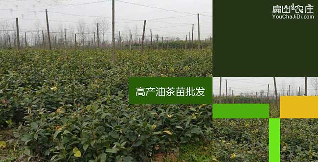 防城港油茶基地 防(fáng)城港(gǎng)油茶基地