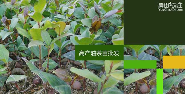 永壽縣茶油價錢分(fèn)類介 永壽(shòu)縣茶油價錢分類介(jiè)